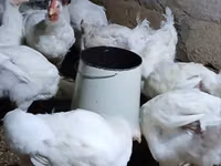 Chickens — foto 3