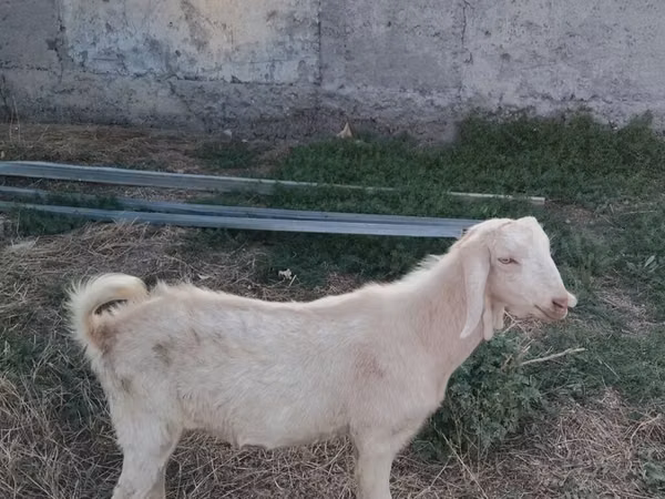 Billy Goat, Goats
