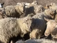 मेढ़ा, Merino sheep — फ़ोटो 5