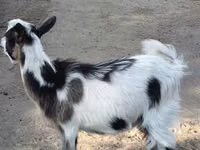Cabro, Cabras — foto 2