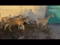 Schaf, Arashan sheep — Foto 3