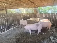 मादा सूअर, सूअर — फ़ोटो 4