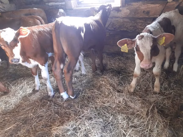 सांड, Simmental cattle