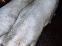 Schweine (Partie, Geschlecht nicht angegeben) — Foto 1