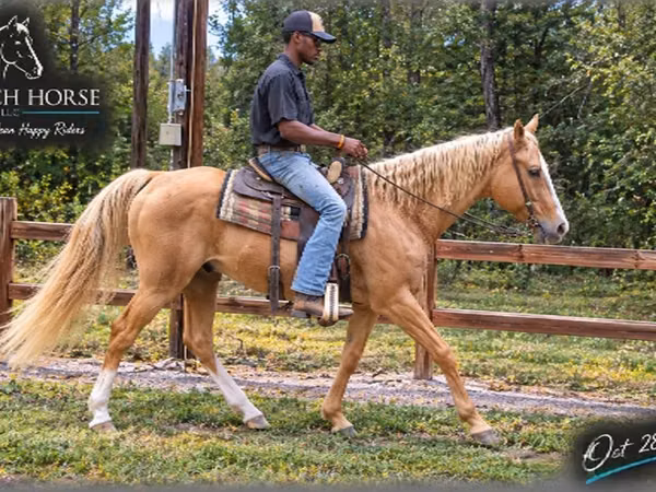 公马, Palomino