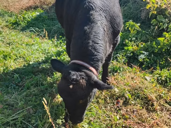Cow, Aberdeen-Angus