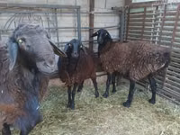 Ram, Sheep — photo 3