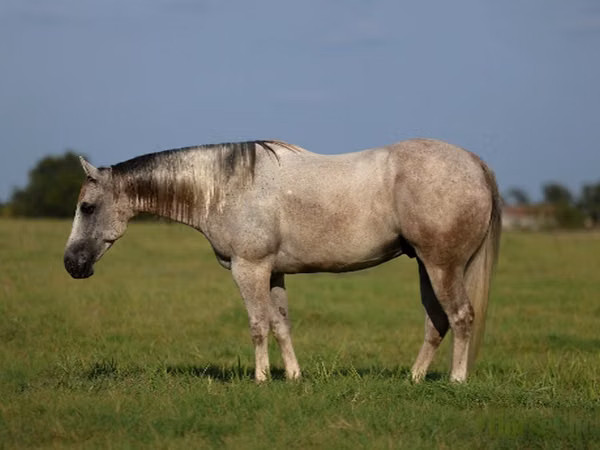 घोड़ा, Quarter Horse