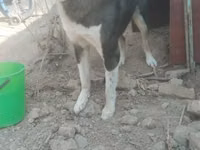 Goats (batch, sex not specified), Goats — photo 1