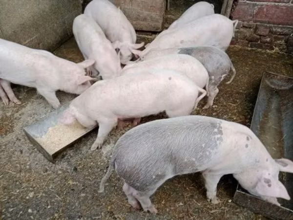 Schweine (Partie, Geschlecht nicht angegeben), 