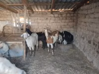 Ziege, Saanen goat — Foto 1