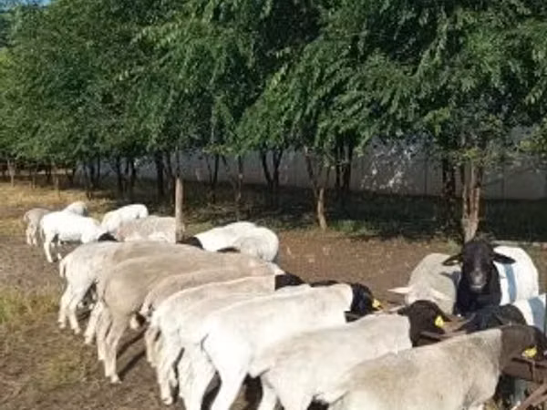 كبش, Dorper sheep