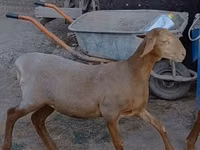 Schaf, Arashan sheep — Foto 5