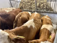 Toro, Simmental cattle — foto 5