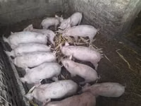 Schweine (Partie, Geschlecht nicht angegeben), Schweine — Foto 1