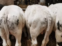 Bull, Belgian Blue — photo 2
