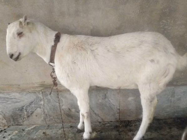 Cabras (lote, sexo no especificado), Barbari goats