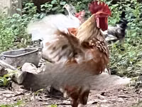 शामो चिकन्स — फ़ोटो 2
