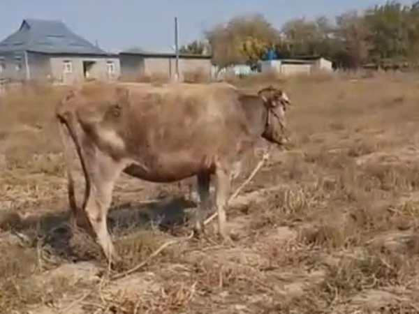 بقرة, Latvian Blue cattle
