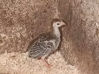 Guinea fowl — photo 1