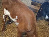 Bulle, Simmental cattle — Foto 2