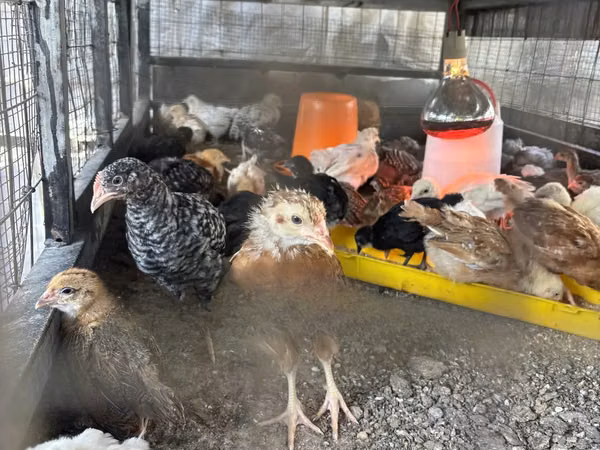 Chickens — غانا