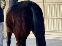 Mare, French Trotter — photo 3