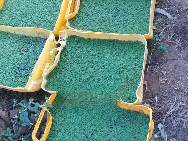 Azolla and Duckweed Setup(training)