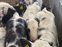 Cattle (batch, sex not specified), Simmental cattle — photo 2
