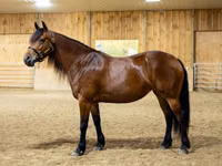 Stute, Friesian — Foto 4