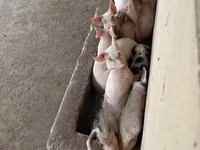 Schweine (Partie, Geschlecht nicht angegeben), Schweine — Foto 4