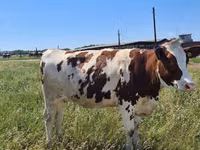 Kuh, Russian Black pied cattle — Foto 8