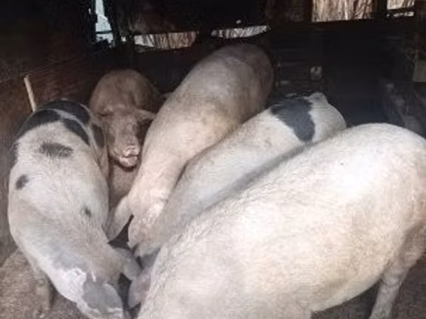 公猪, Pigs
