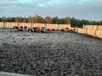Toro, Cabeza Blanca Ucraniana — foto 4