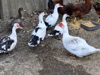 Ducks — photo 3