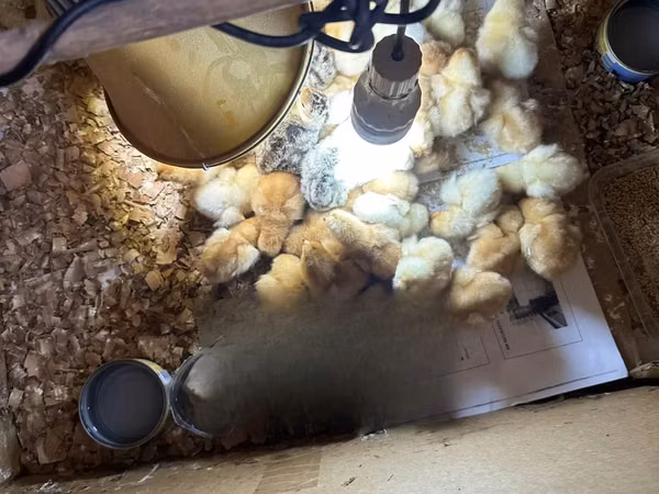 Turkeys