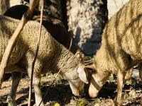 Ram, Merinoland sheep — photo 5