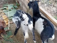 Goats (batch, sex not specified), Goats — photo 2