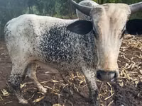 गाय, मवेशी — फ़ोटो 1