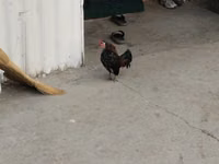 Chickens — फ़ोटो 7