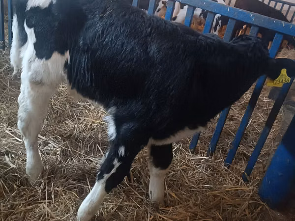 ثور, Russian Black pied cattle