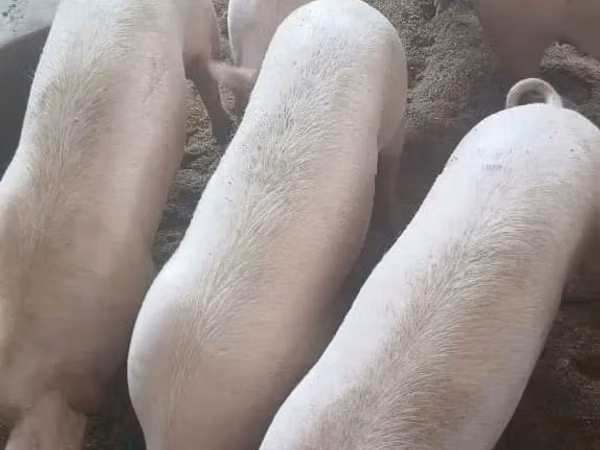 Pigs (batch, sex not specified), 
