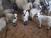 Carnero, Cerry Hill sheep — foto 2