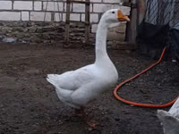 Geese — फ़ोटो 3