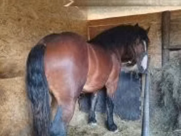 Hengst, Pferde