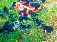 Australorp — Foto 2