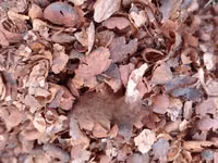 Cocoa Shells — photo 3
