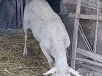 Ram, Assaf sheep — photo 1