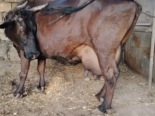Vaca, Yak salvaje