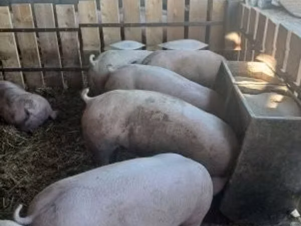 Säue, Schweine